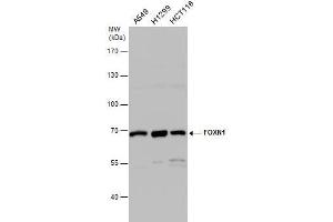 Image no. 2 for anti-Forkhead Box N1 (FOXN1) (C-Term) antibody (ABIN2855969)