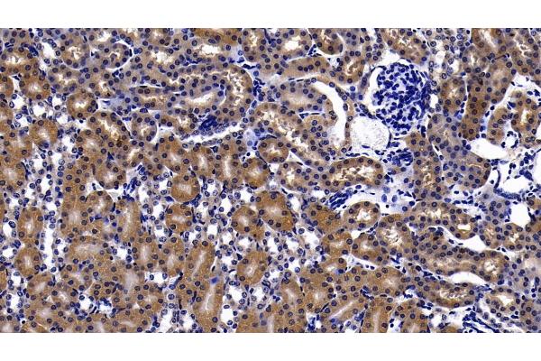 EPAS1 antibody  (AA 21-336)