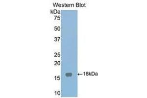 Image no. 1 for anti-Low Density Lipoprotein Receptor-Related Protein Associated Protein 1 (LRPAP1) (AA 241-358) antibody (ABIN1859712)