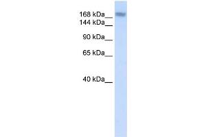 Image no. 1 for anti-Adenosine Deaminase, RNA-Specific (ADAR) (N-Term) antibody (ABIN2774648)