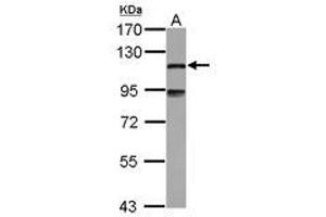 Image no. 2 for anti-Microtubule-Associated Protein 7 (MAP7) (C-Term) antibody (ABIN1491813)