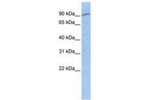 Image no. 1 for anti-Solute Carrier Family 15 (H+/Peptide Transporter), Member 2 (SLC15A2) (AA 432-481) antibody (ABIN6740854)