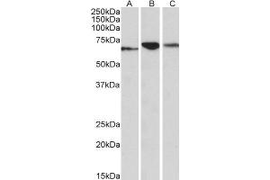 Image no. 2 for anti-Protein Disulfide Isomerase Family A, Member 2 (PDIA2) (AA 477-481) antibody (ABIN768548)