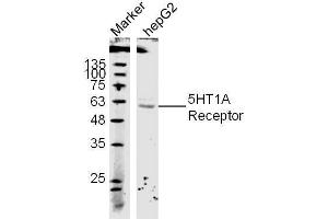Image no. 3 for anti-Serotonin Receptor 1A (HTR1A) (AA 301-400) antibody (ABIN738006)