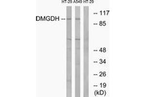Image no. 1 for anti-Dimethylglycine Dehydrogenase (DMGDH) (AA 817-866) antibody (ABIN1534834)