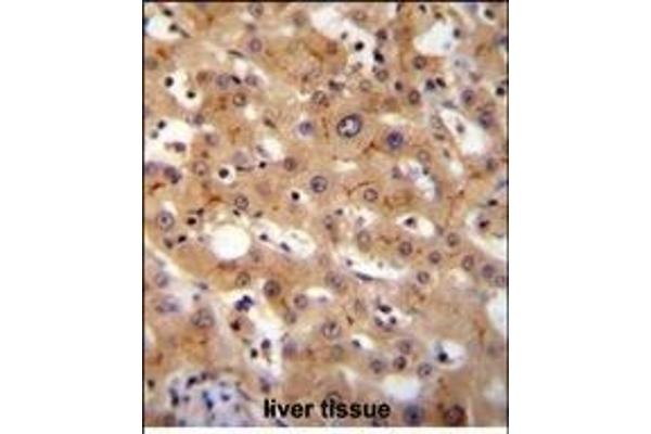 GGCX antibody  (AA 548-578)