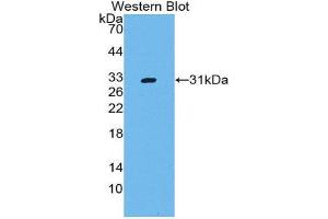 Image no. 1 for anti-CD109 (CD109) (AA 719-965) antibody (ABIN2119840)