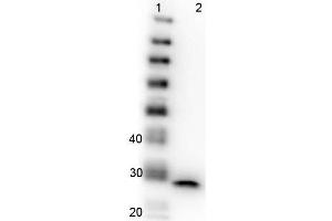Western Blot of Mouse anti-GFP antibody.