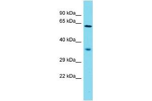 Image no. 1 for anti-Neuron-Derived Neurotrophic Factor (NDNF) (N-Term) antibody (ABIN2791172)