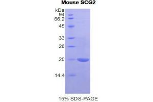 Image no. 1 for Secretogranin II (SCG2) (AA 430-586) protein (His tag) (ABIN1878212)