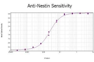 Image no. 2 for anti-Nestin (NES) (AA 1484-1500) antibody (ABIN104564)