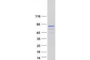 Image no. 1 for Cofactor of BRCA1 (COBRA1) protein (Myc-DYKDDDDK Tag) (ABIN2727090)