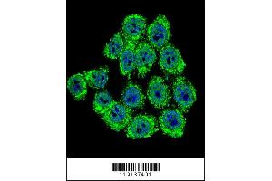 Image no. 3 for anti-Neurofibromin 2 (NF2) (AA 65-95), (N-Term) antibody (ABIN390756)