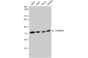 Image no. 1 for anti-Zinc Finger CCCH-Type Containing 12A (ZC3H12A) (Center) antibody (ABIN2856778)