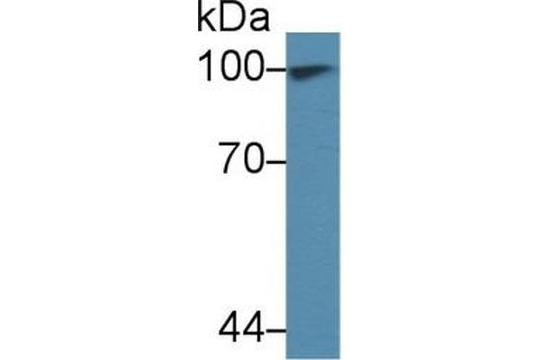 Transportin 1 antibody  (AA 593-836)