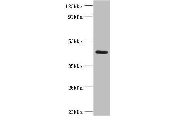 NPRL2 antibody  (AA 1-220)