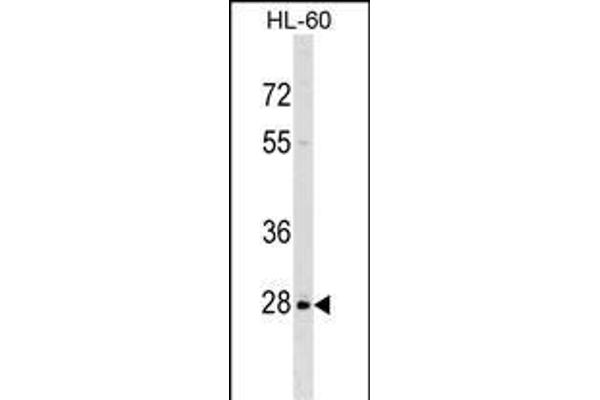 PPIL6 抗体  (N-Term)