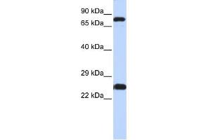 Image no. 1 for anti-Zinc Finger Protein 799 (ZNF799) (N-Term) antibody (ABIN2775162)