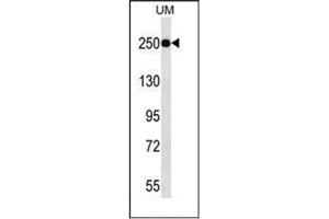 Image no. 2 for anti-Lysine (K)-Specific Demethylase 5A (KDM5A) (AA 1608-1641), (C-Term) antibody (ABIN952968)