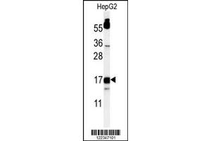 Image no. 1 for anti-TYRO Protein tyrosine Kinase Binding Protein (TYROBP) antibody (ABIN2498215)