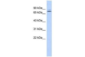 Image no. 1 for anti-Kelch-Like 14 (KLHL14) (N-Term) antibody (ABIN928558)