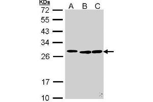 WB Image Sample (30 ug of whole cell lysate) A: 293T B: Molt-4 , C: Raji 12% SDS PAGE antibody diluted at 1:500
