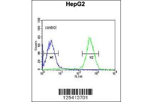 Image no. 3 for anti-Phosphoribosylformylglycinamidine Synthase (PFAS) (N-Term) antibody (ABIN2492832)