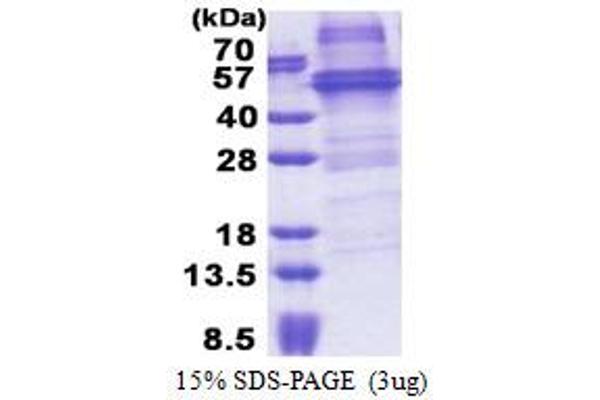 NOB1 Protein (RNA-Binding Protein NOB1) (AA 1-412) (His tag)