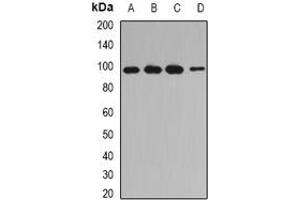 Image no. 1 for anti-Inositol Polyphosphate-4-Phosphatase, Type I, 107kDa (INPP4A) (full length) antibody (ABIN6005656)