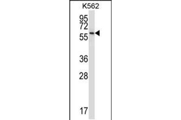 NPFFR1 Antikörper  (C-Term)