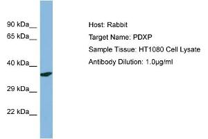 anti-Pyridoxal (Pyridoxine, Vitamin B6) Phosphatase (PDXP) (N-Term) antibody