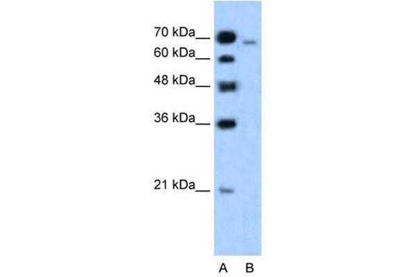 anti-Afadin (MLLT4) (N-Term) antibody