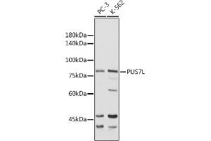 Western blot analysis of extracts of various cell lines, using PUS7L antibody (ABIN7269740) at 1:1000 dilution.