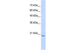 Image no. 1 for anti-Prefoldin Subunit 6 (PFDN6) antibody (ABIN2459526)