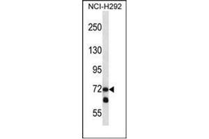 Image no. 2 for anti-Lysyl Oxidase-Like 3 (LOXL3) (AA 722-752), (C-Term) antibody (ABIN953203)