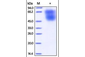 Cynomolgus B7-2, His Tag (HPLC-verified) on SDS-PAGE under reducing (R) condition.