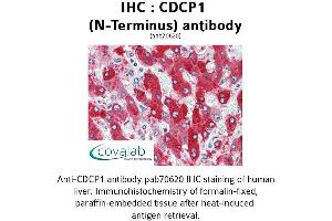 Image no. 1 for anti-CUB Domain Containing Protein 1 (CDCP1) (N-Term) antibody (ABIN1732919)