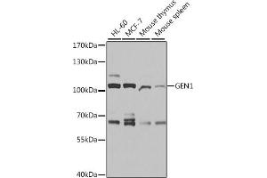 GEN1 抗体  (AA 669-908)