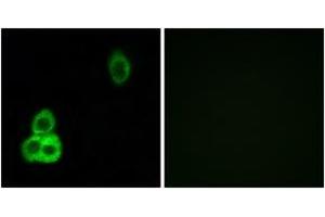anti-Cadherin EGF LAG Seven Pass G-Type Receptor 1 (CELSR1) (AA 921-970) antibody