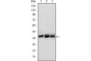 Image no. 3 for anti-Musashi Homolog 2 (MSI2) antibody (ABIN969295)