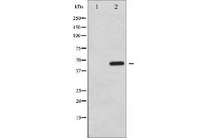 Image no. 3 for anti-Protein tyrosine Phosphatase, Non-Receptor Type 1 (PTPN1) (pSer50) antibody (ABIN6256357)