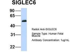 Image no. 1 for anti-Sialic Acid Binding Ig-Like Lectin 6 (SIGLEC6) (N-Term) antibody (ABIN2777066)