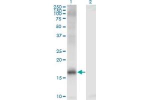 Image no. 2 for anti-Lysine (K)-Specific Demethylase 5A (KDM5A) (AA 191-290) antibody (ABIN562597)