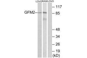 Western blot analysis of extracts from LOVO cells and RAW264.