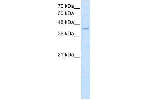 Image no. 2 for anti-Fatty Acid Desaturase 1 (FADS1) (C-Term) antibody (ABIN630410)