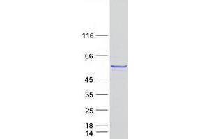 Image no. 1 for BCL2/adenovirus E1B 19kD Interacting Protein Like (BNIPL) protein (Myc-DYKDDDDK Tag) (ABIN2715318)