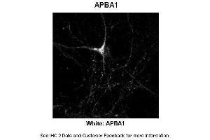 Image no. 2 for anti-Amyloid beta (A4) Precursor Protein-Binding, Family A, Member 1 (APBA1) (N-Term) antibody (ABIN2792284)