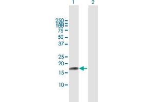 Western Blot analysis of IL17F expression in transfected 293T cell line by IL17F MaxPab polyclonal antibody.