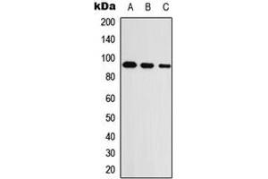 Image no. 1 for anti-Unc-5 Homolog A (UNC5A) (Center) antibody (ABIN2707228)