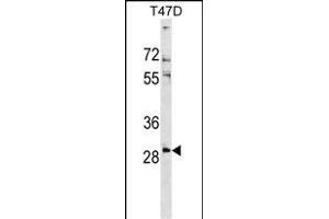 RN Antibody (Center) (ABIN1538610 and ABIN2849190) western blot analysis in T47D cell line lysates (35 μg/lane).